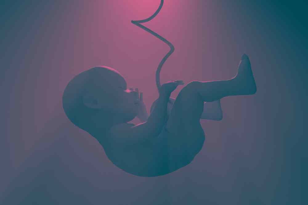 innerer Embryo